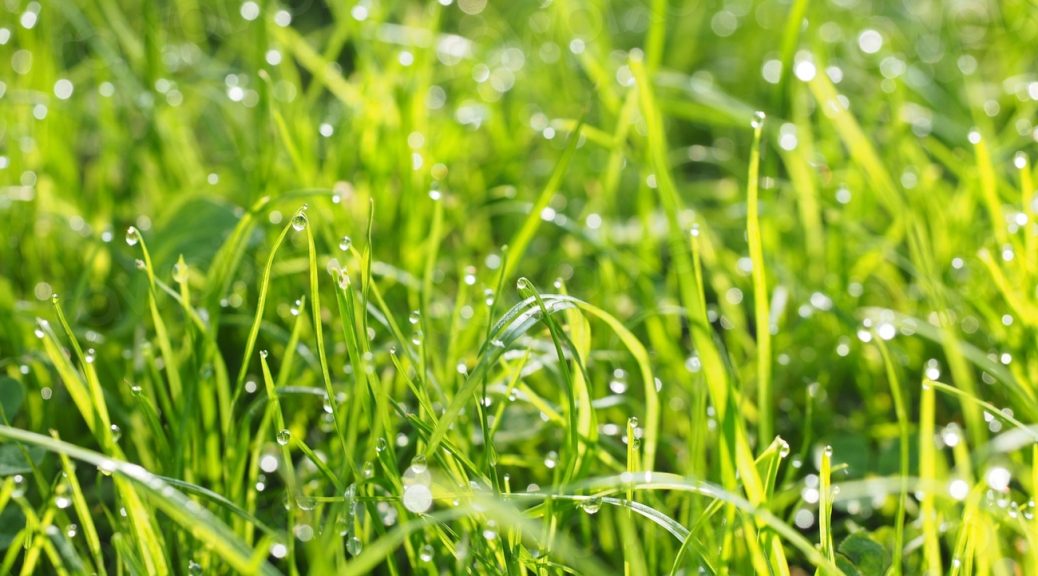 Water drops grass