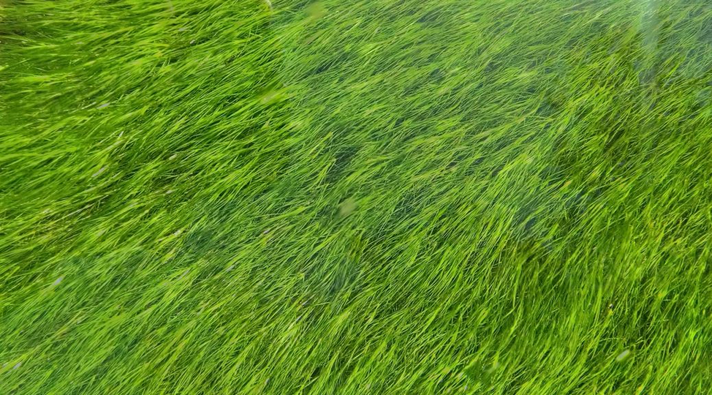 top view green grass filling