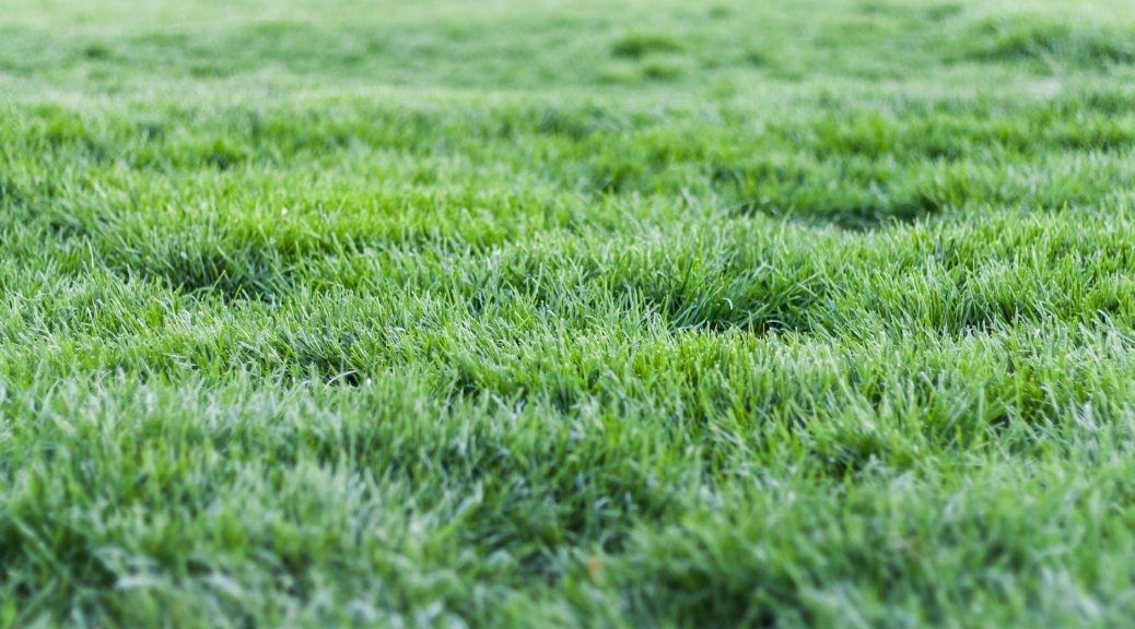 photo of green grass