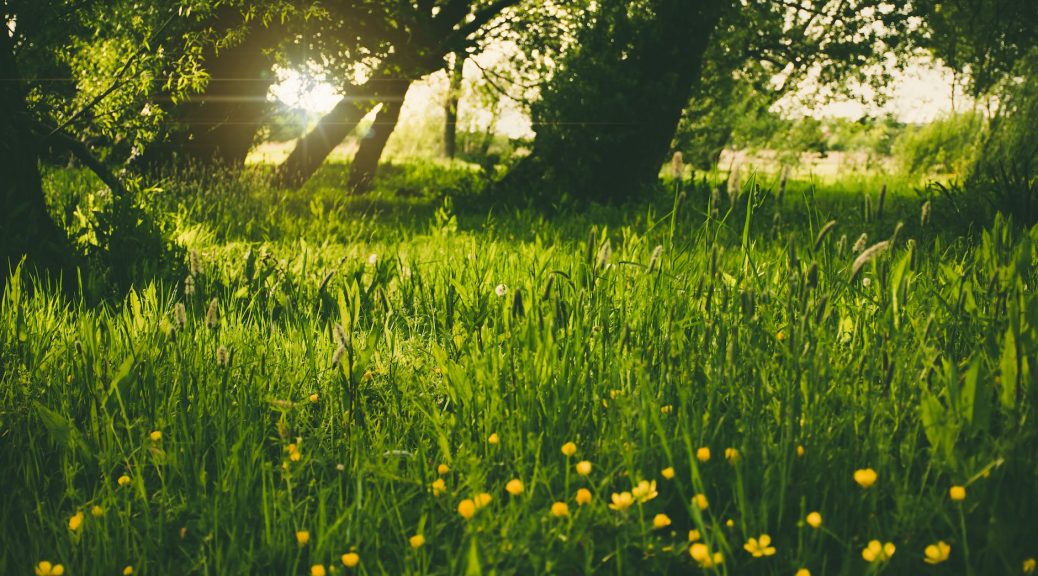 green grass in the forest