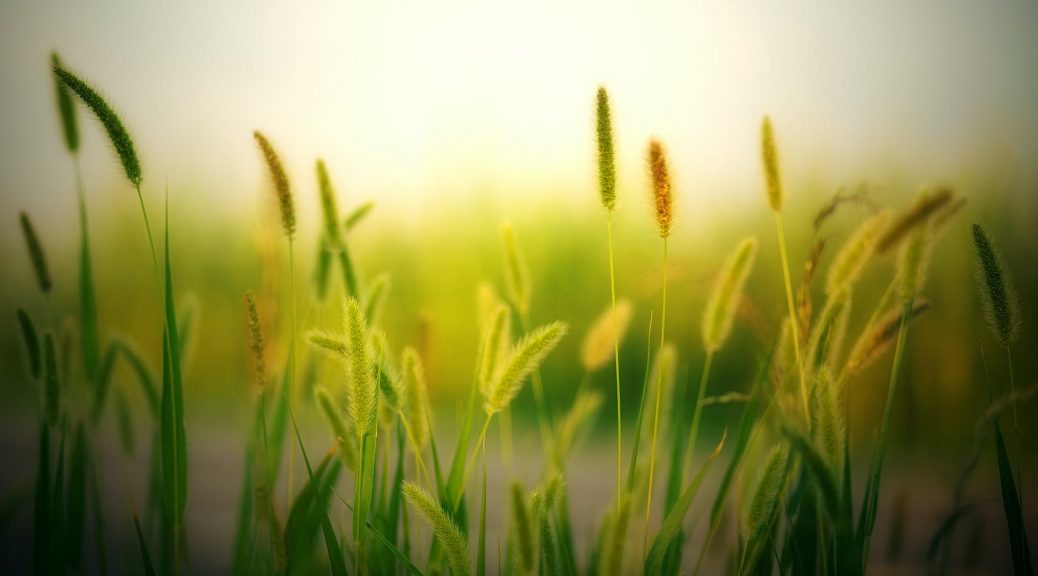 green plants