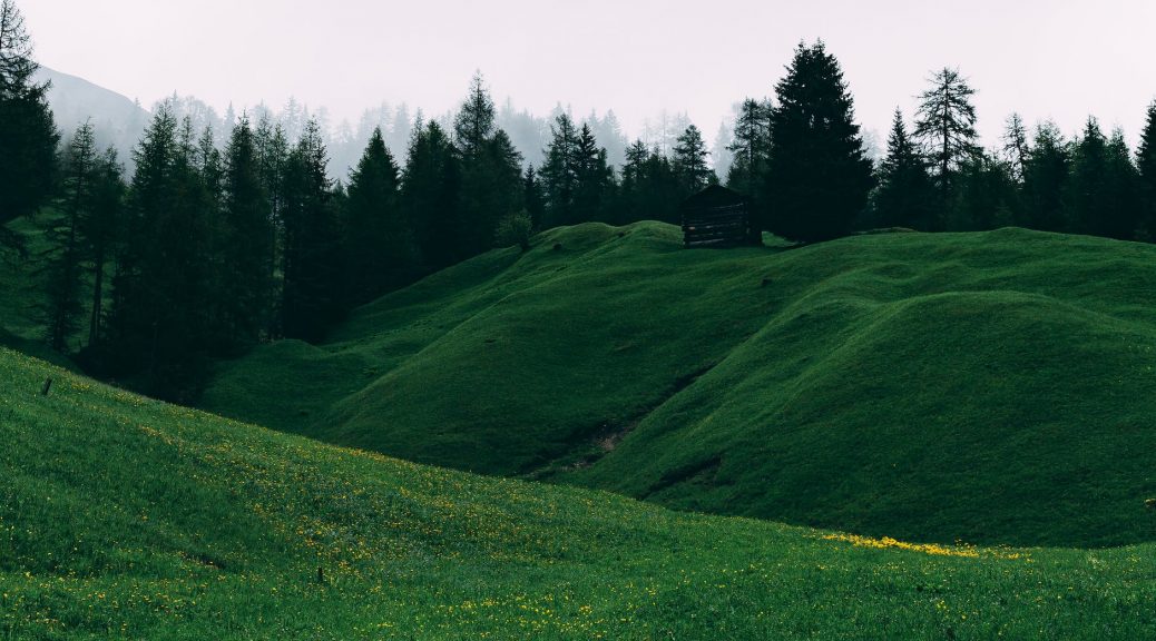 green grass field and trees