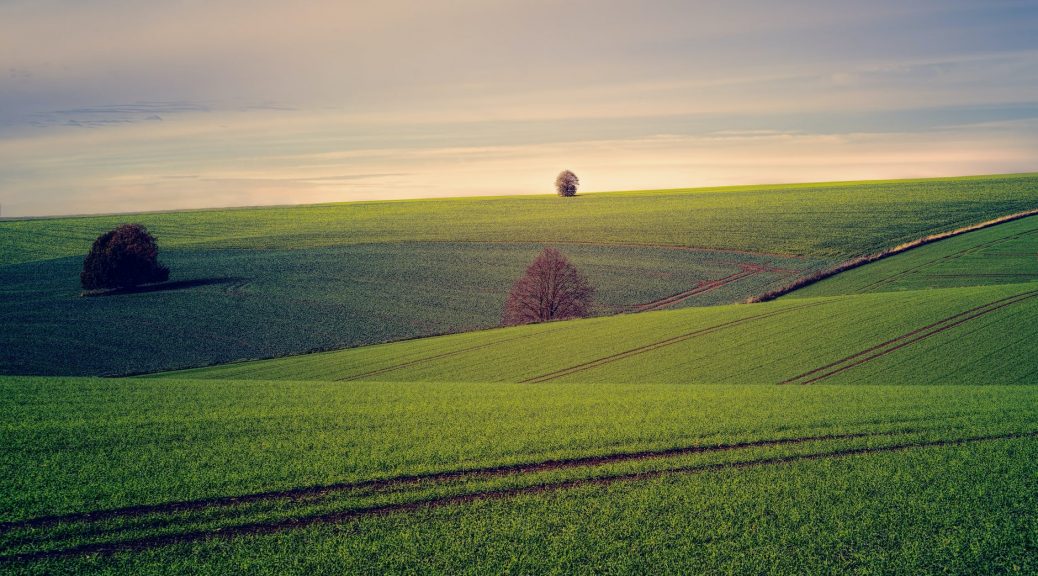 green grass field