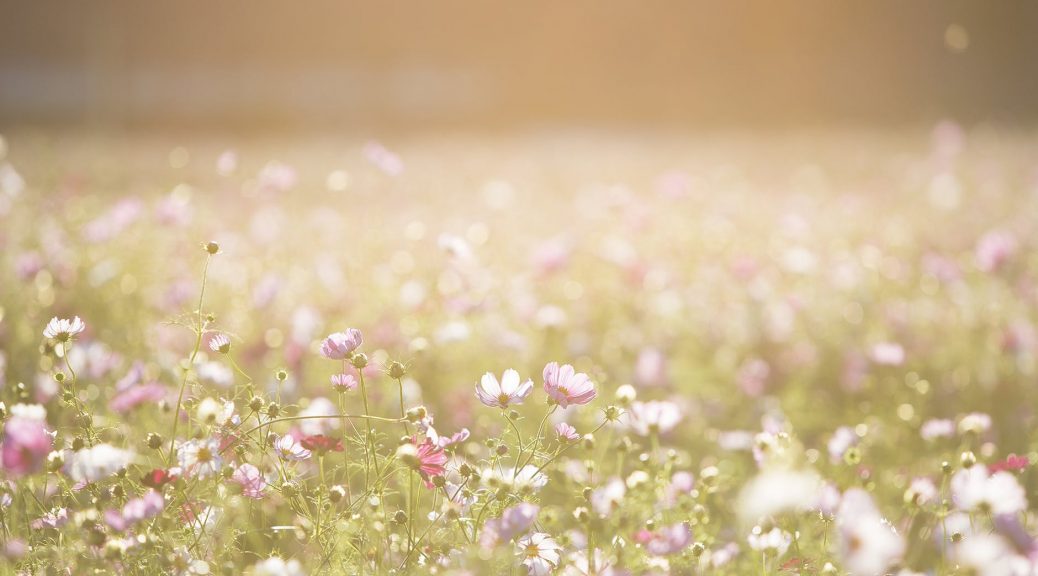 pink and purple flower field