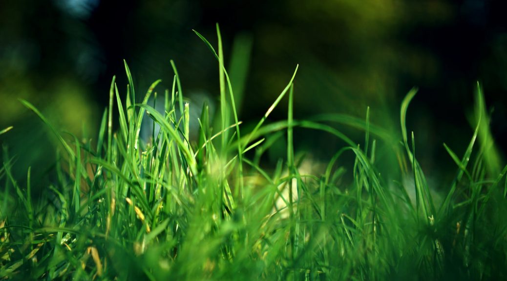 close view of green grass