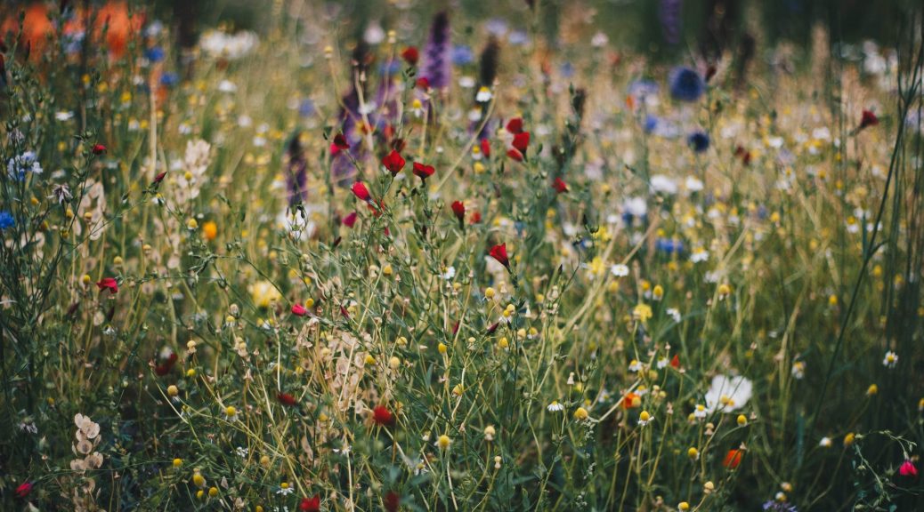 blue white and red poppy flower field