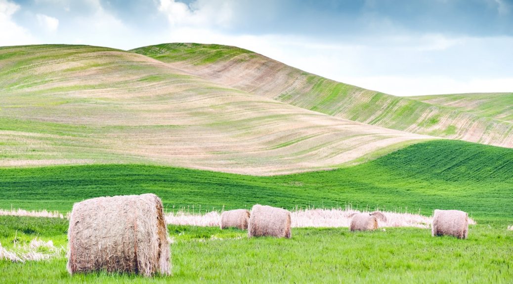 several hay rolls on grass field within mountain range