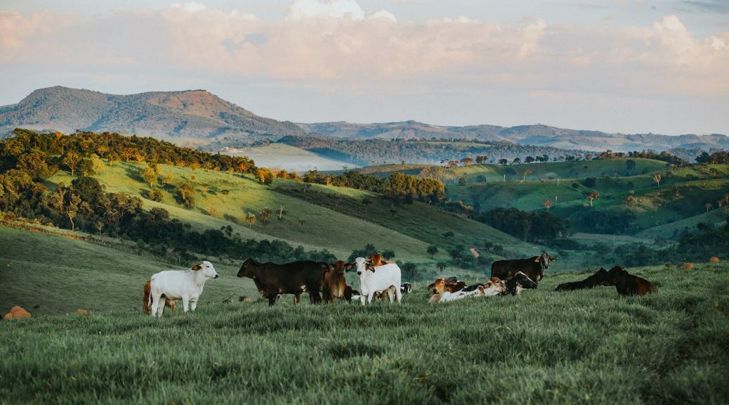 herd of cattle in daytime