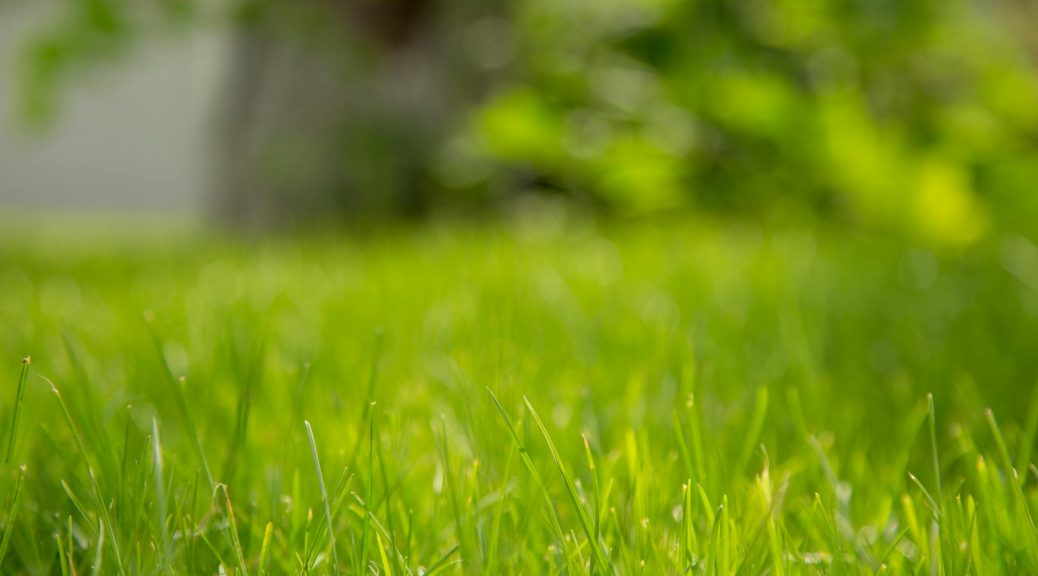 focus photography of green bermuda grass