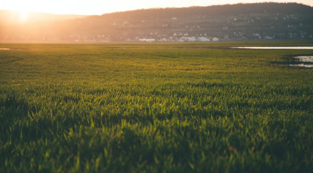 green grass field during sun rise