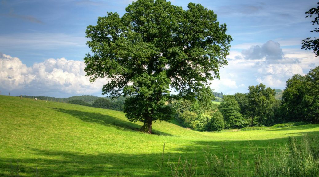 green tree on grass field during daytime