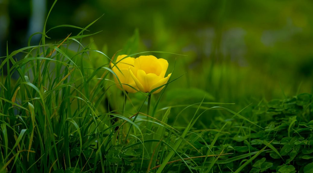 yellow flowering green plants