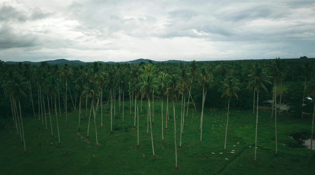 coconut trees on grassland by woods