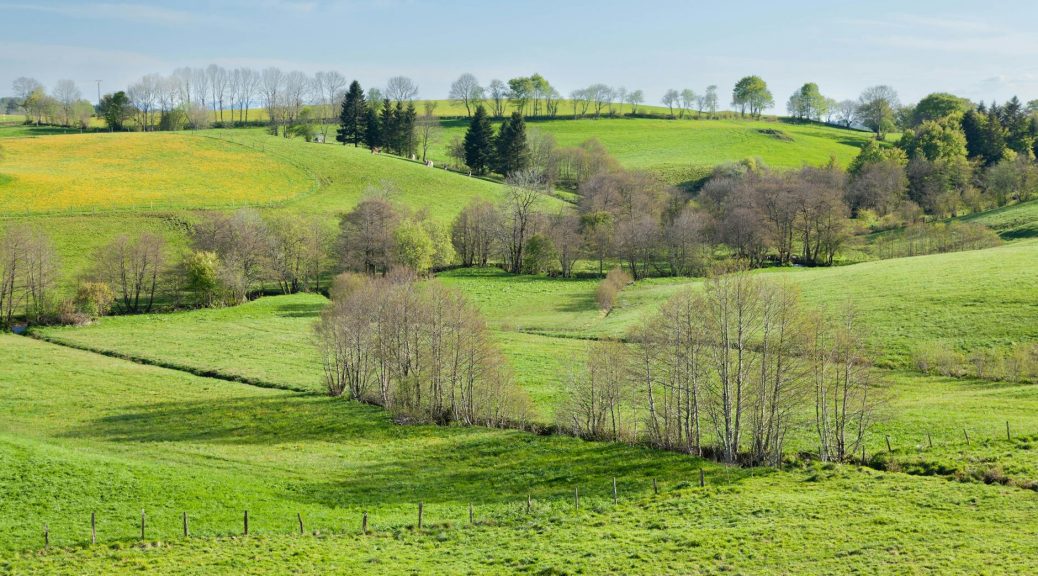 meadow in a valley