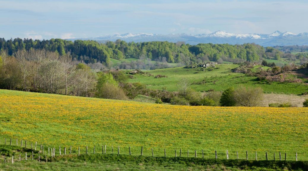 meadow in a mountain valley