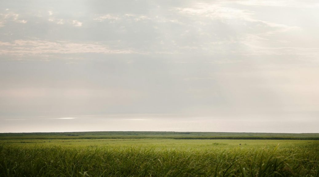 rural field in countryside