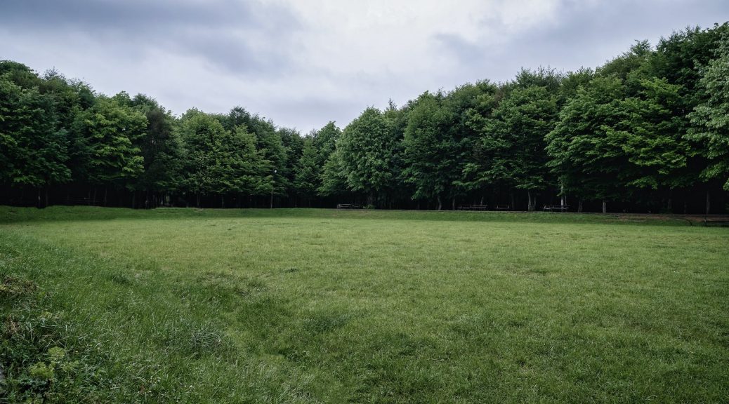 grassland in forest