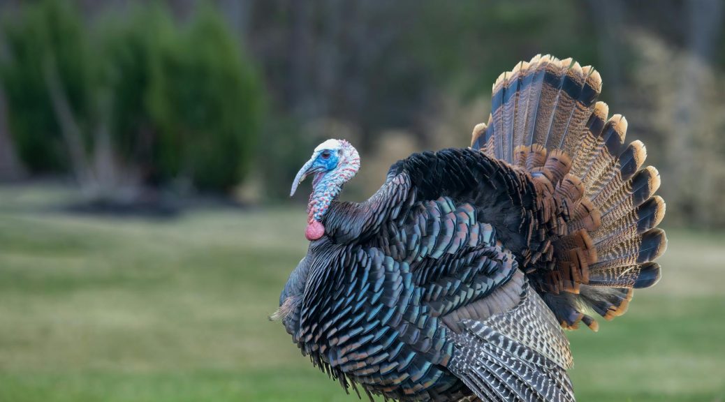 wild turkey in nature