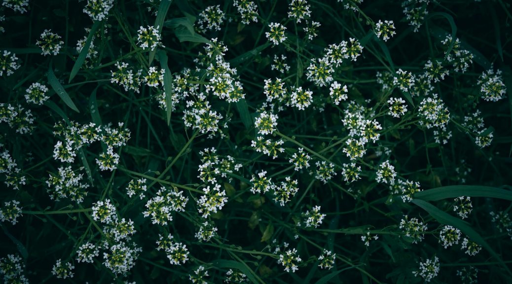 flowers and grass