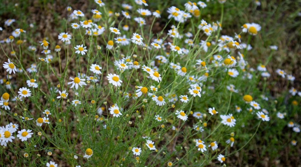 chamomile flowers on a field