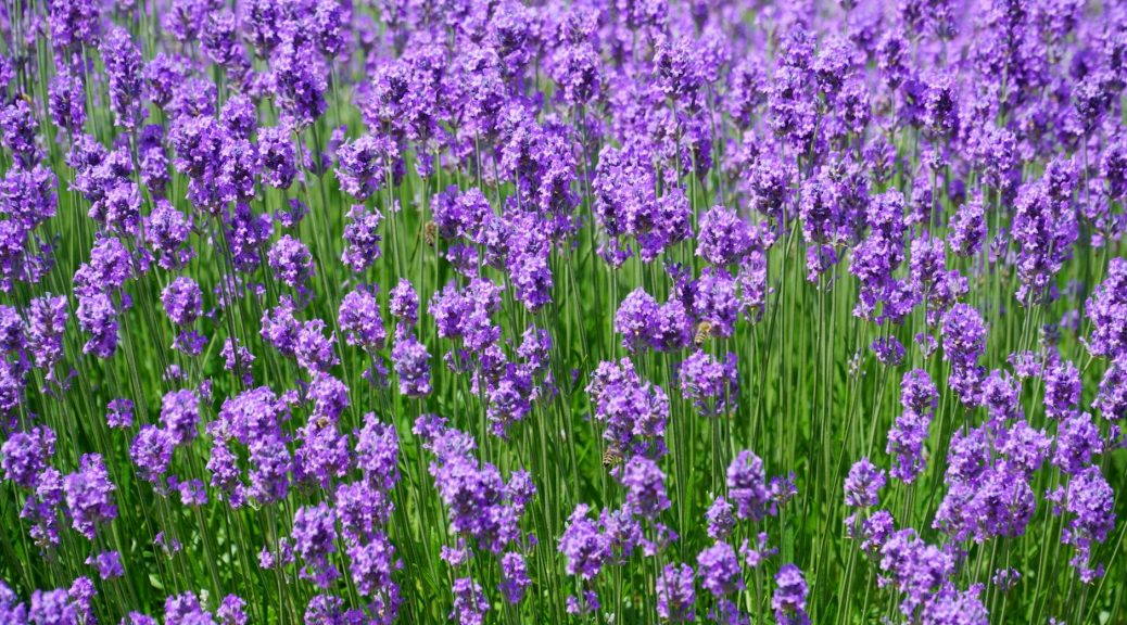 lavender flowers on a field