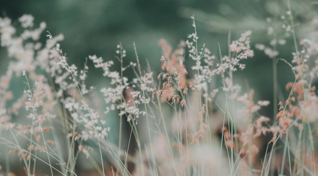 close up photo of white and pink plants