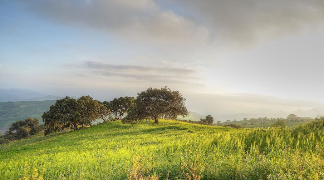 green trees on hill