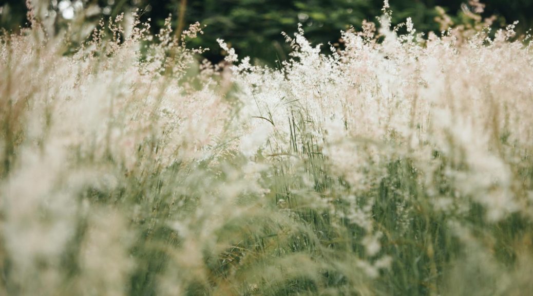 white and green grass field