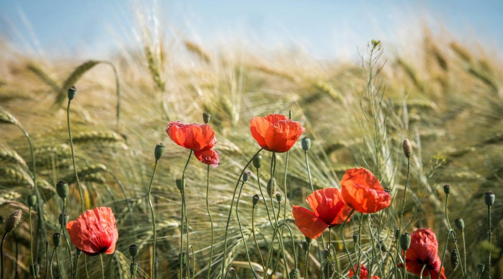 red broad petaled flowers