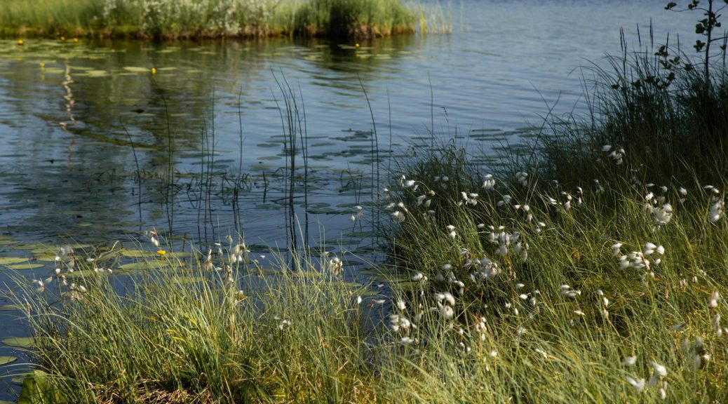 green grass on body of water