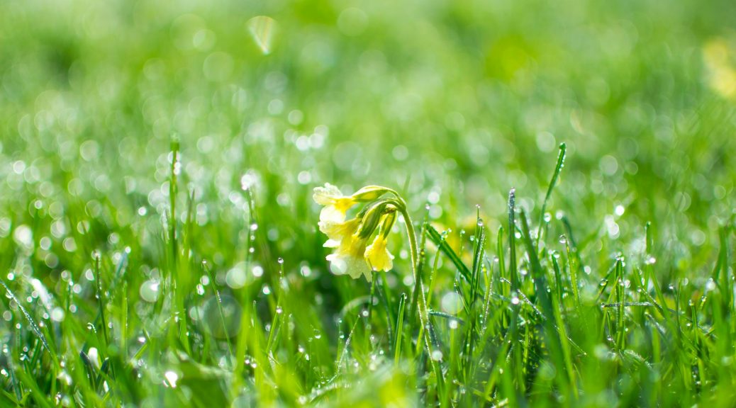 green grass at daytime