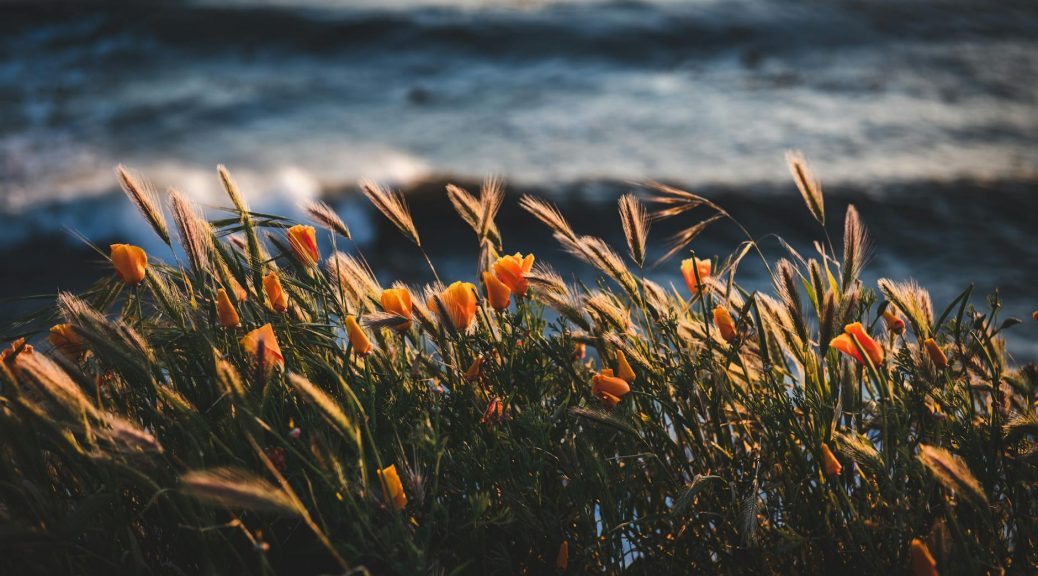 photo of golden flowers beside body of water