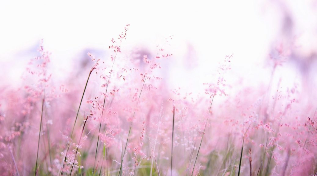 pink flowers photography