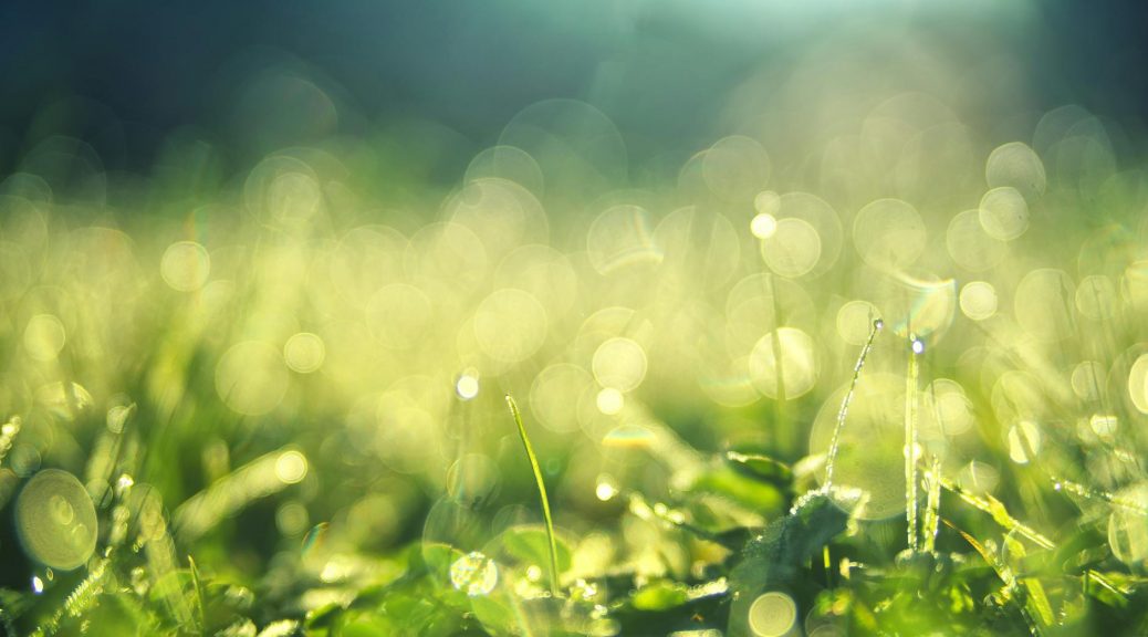 close up photography of green leafed plants