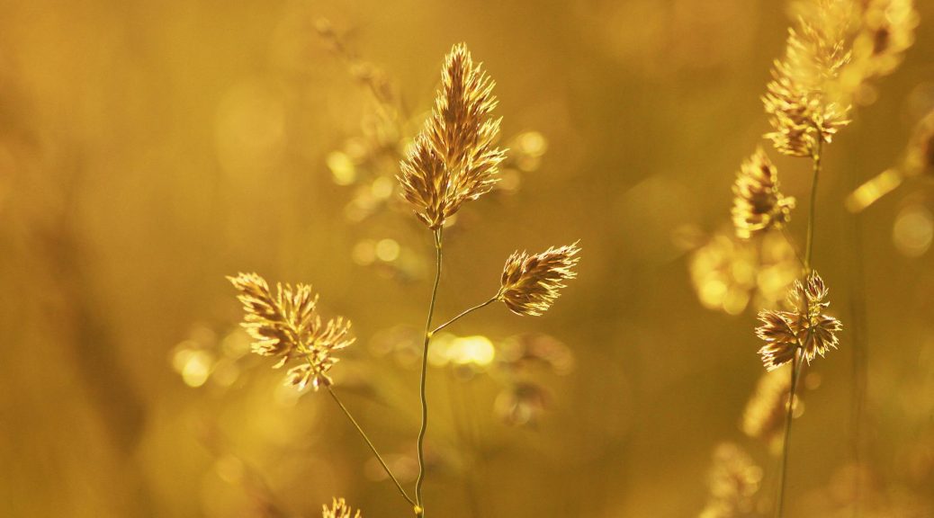 close up of wheat plant during sunset