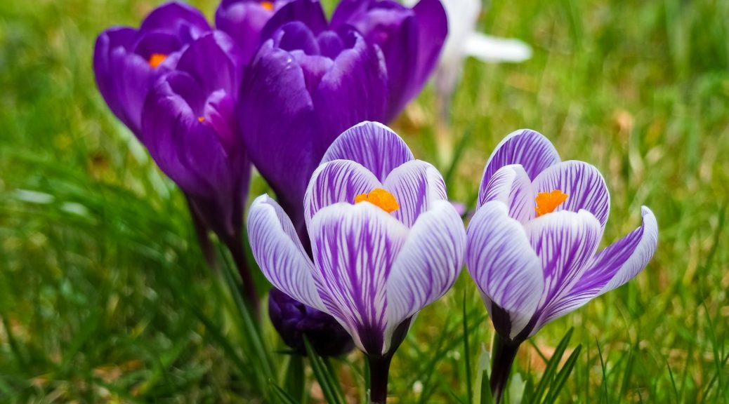 purple flowers