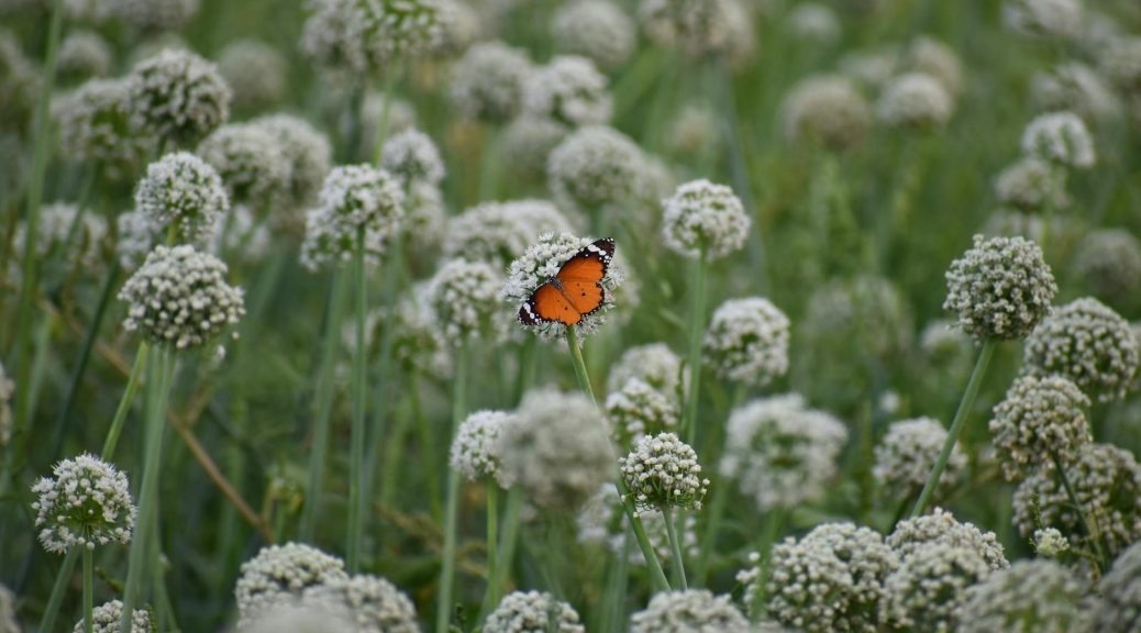 wild butterfly sitting on flower in garden