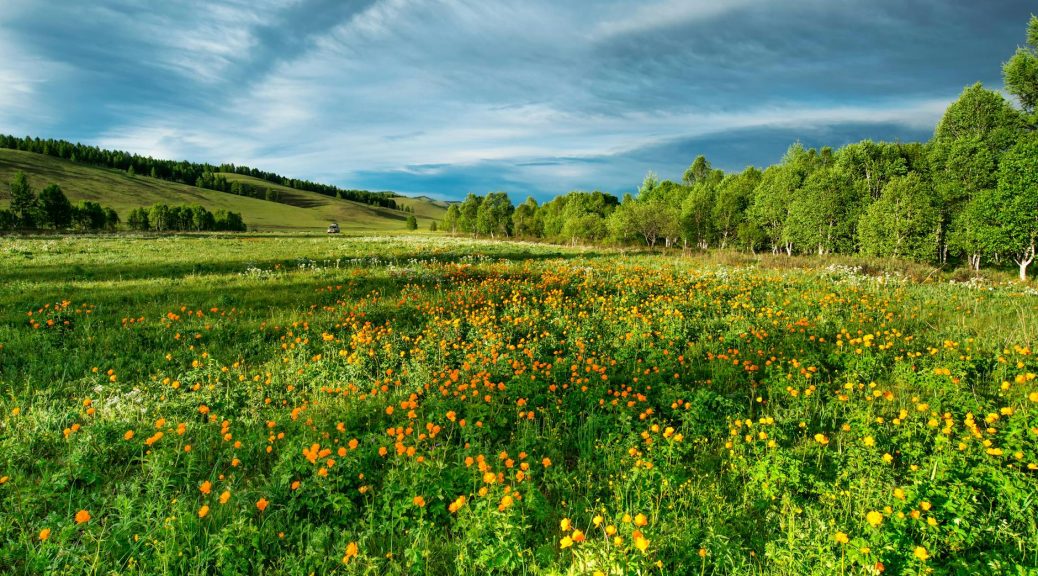 flower field