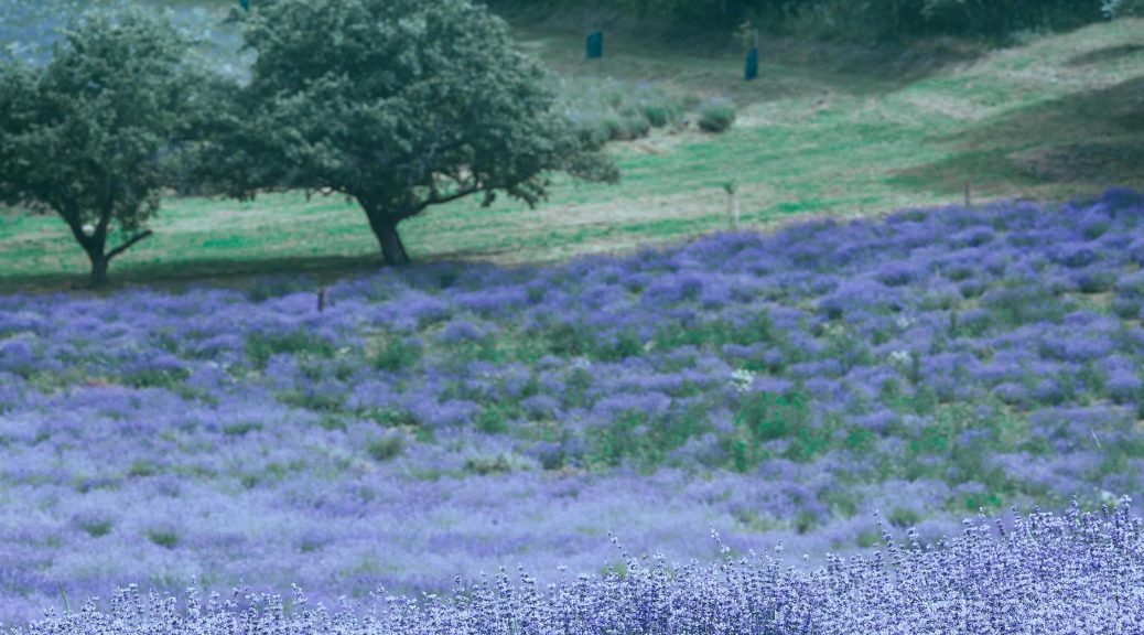 lavender meadow with blossoming violet flowers