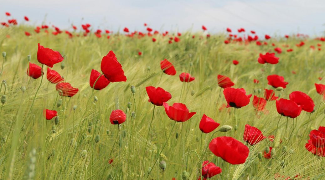 bed of red petaled flowers