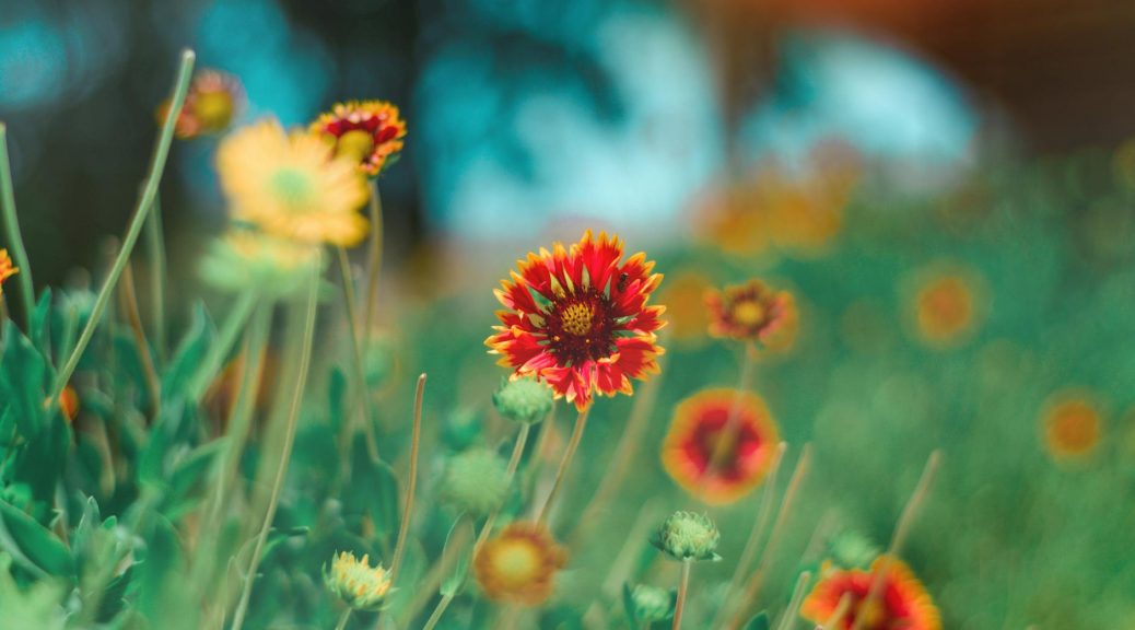 selective focus photography of red and yellow petaled flower