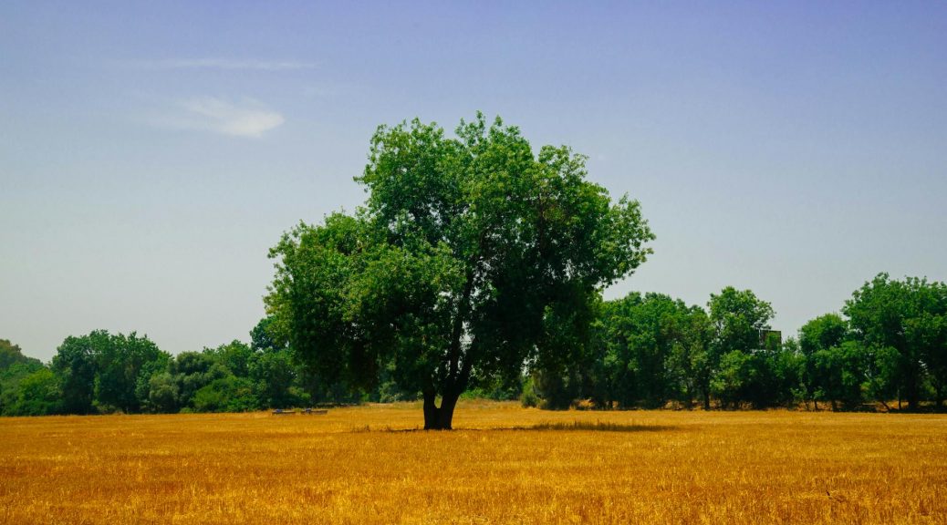 green trees on field