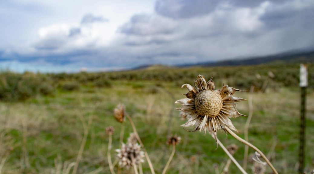 brown dried flowers