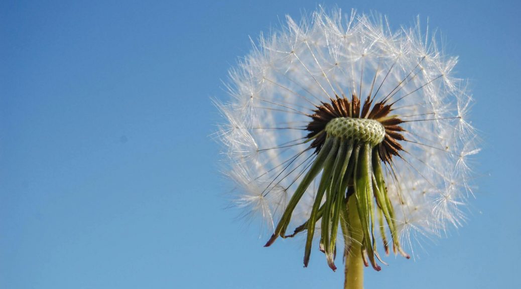 white dandelion in close up photography