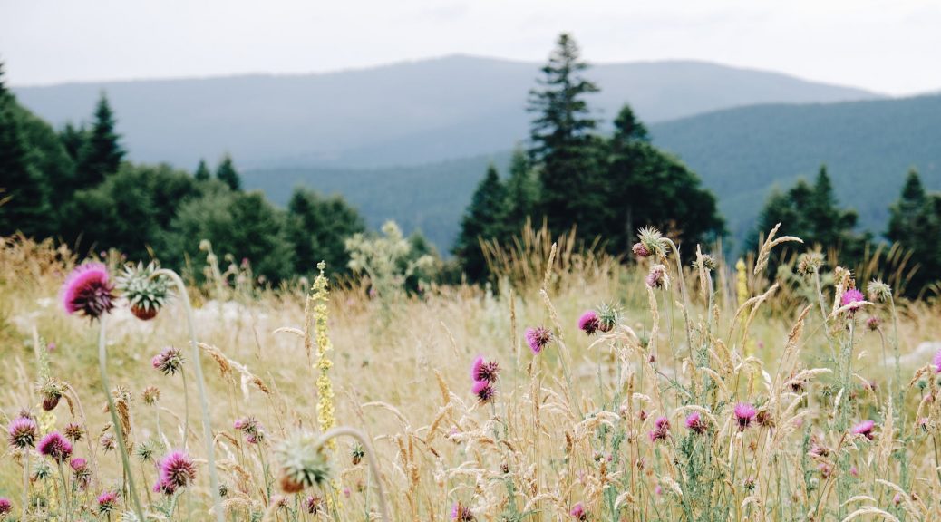 blooming flowers in field behind green mountains