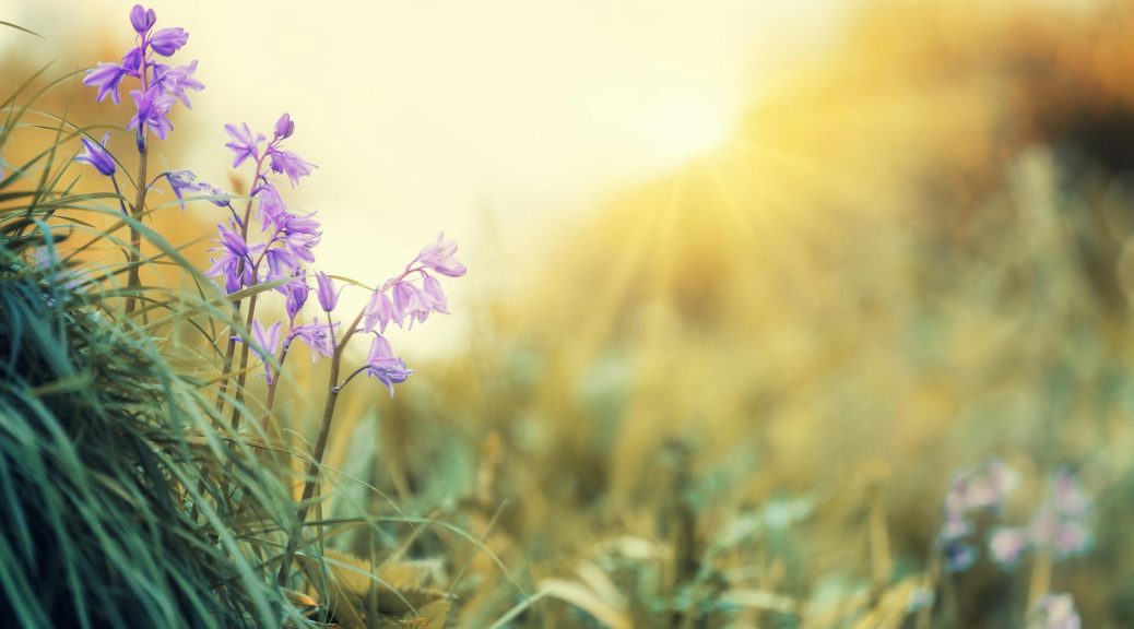 blooming flowers on grass meadow in sunshine