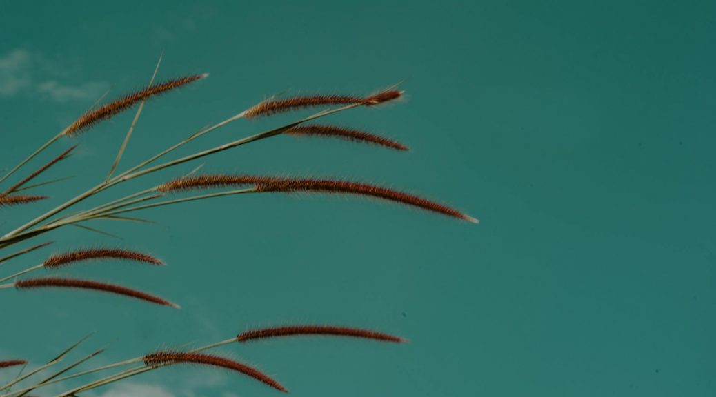 green grass focus photo