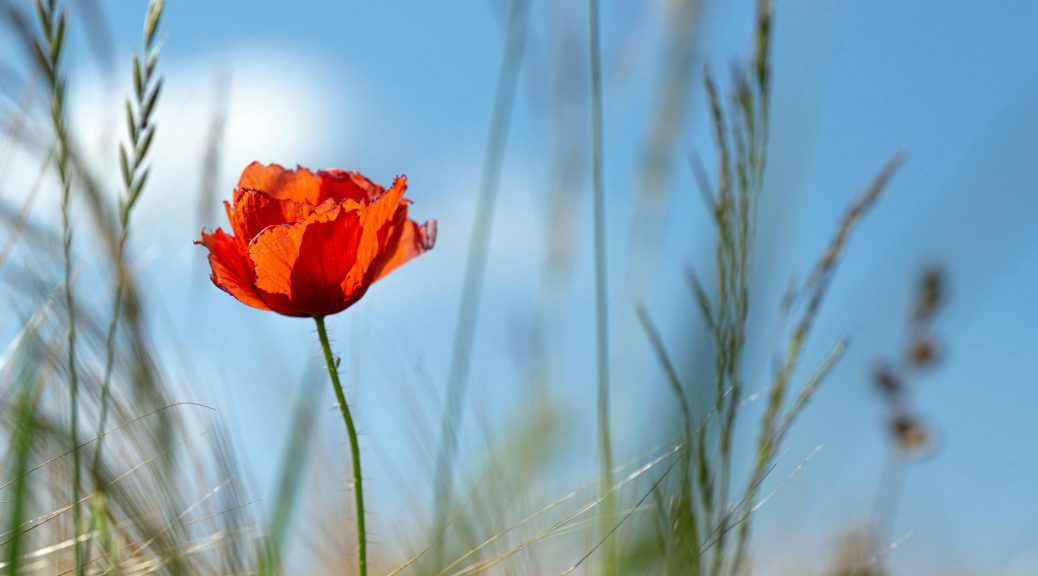 poppy flower close up in the field