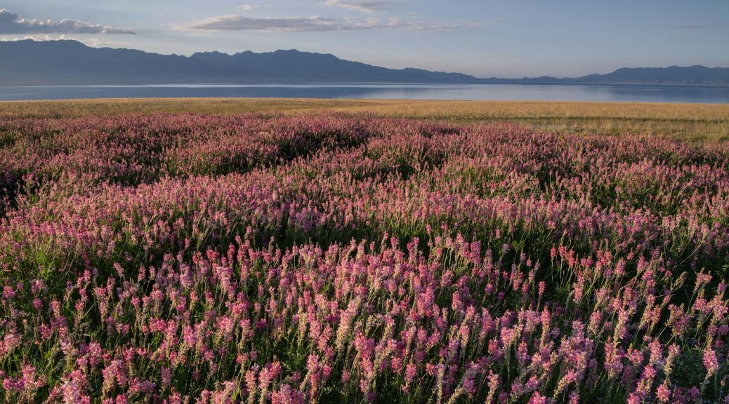 field with blooming flowers behind lake and mountains under sky