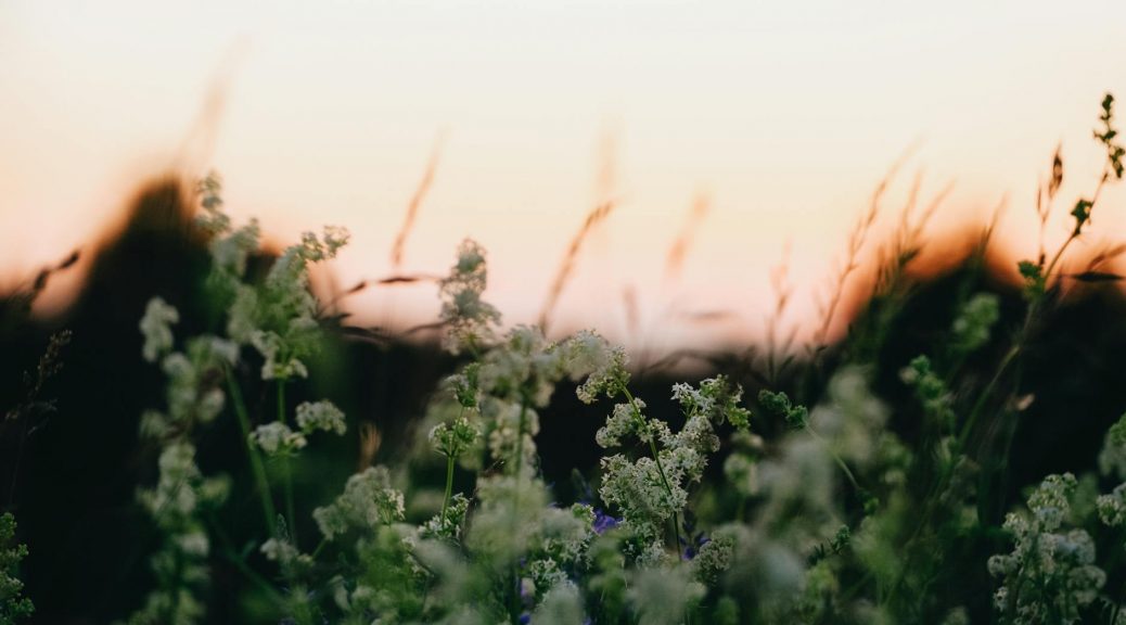 tender white wildflowers in rural nature